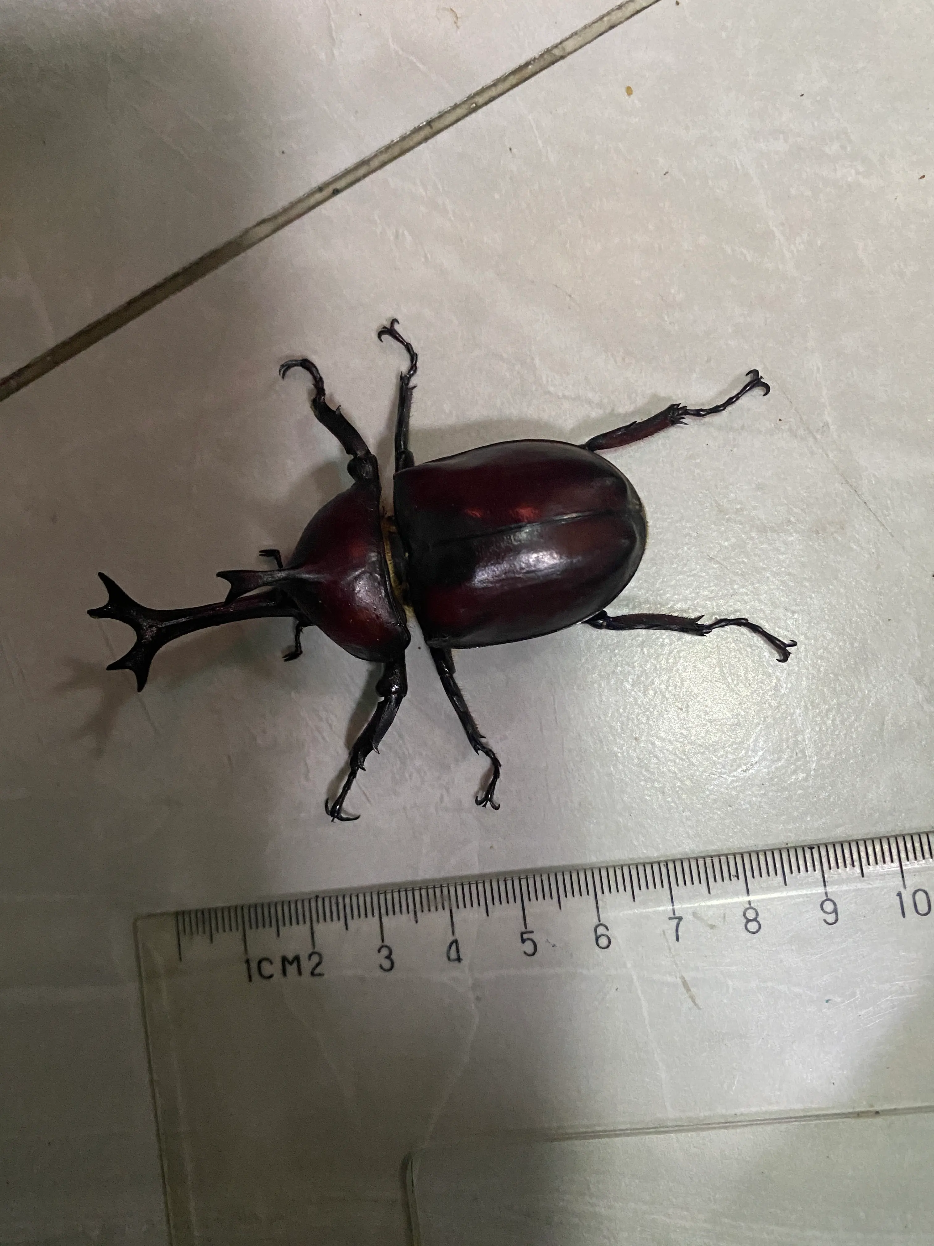 rhinoceros-beetle